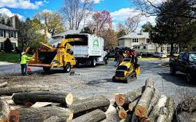Best Tree and Shrub Care  in Ashland City, TN