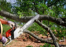 Best Storm Damage Tree Cleanup  in Ashland City, TN