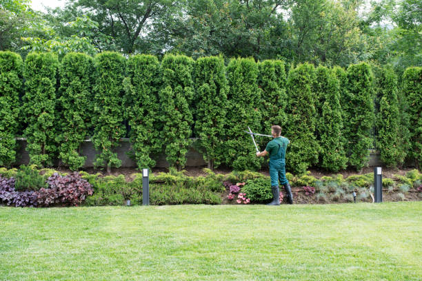 Best Pest Control for Lawns  in Ashland City, TN