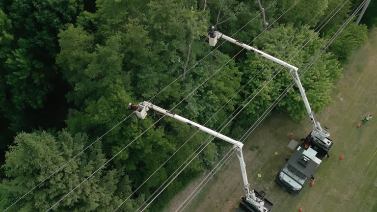 Best Tree Trimming and Pruning  in Ashland City, TN