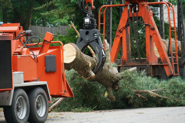 Best Tree Risk Assessment  in Ashland City, TN
