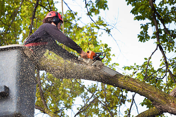  Ashland City, TN Tree Removal Pros