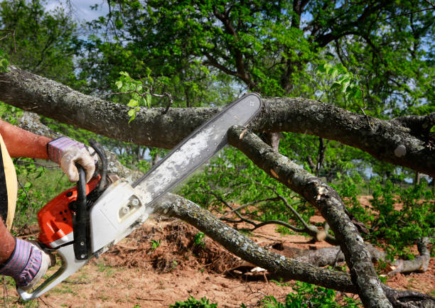 Best Lawn Irrigation Installation and Maintenance  in Ashland City, TN